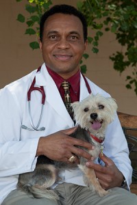 dog dentist houston; board-certified veterinary dentist