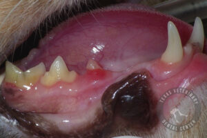 dog tooth extraction