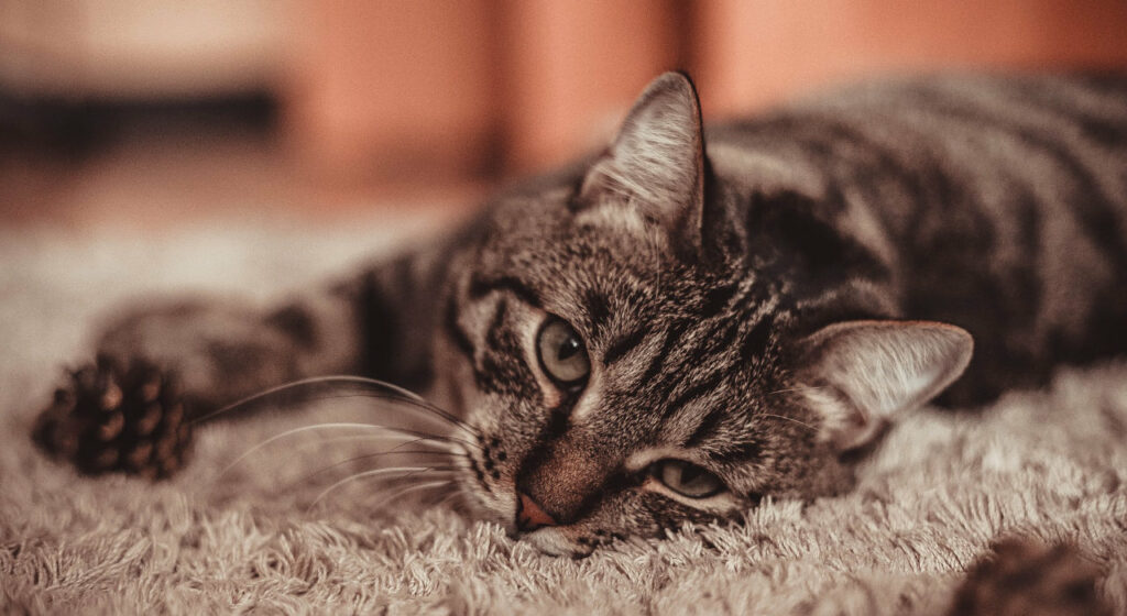 Make vet visits less stressful for your cat