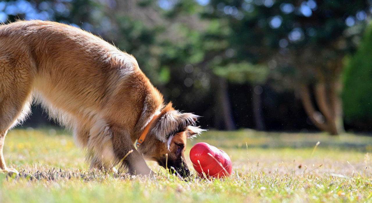 Kong dog toy