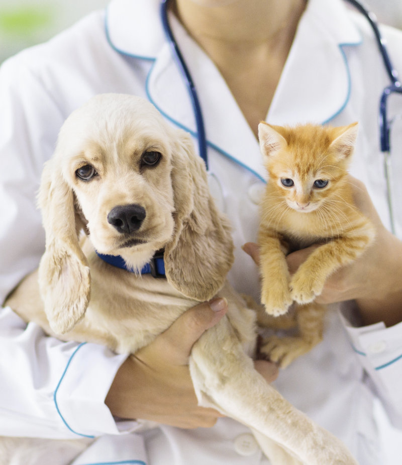 veterinary technician employment