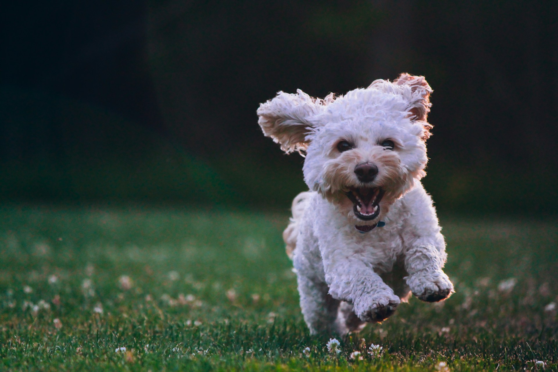 small white dog running through grass with mouth open