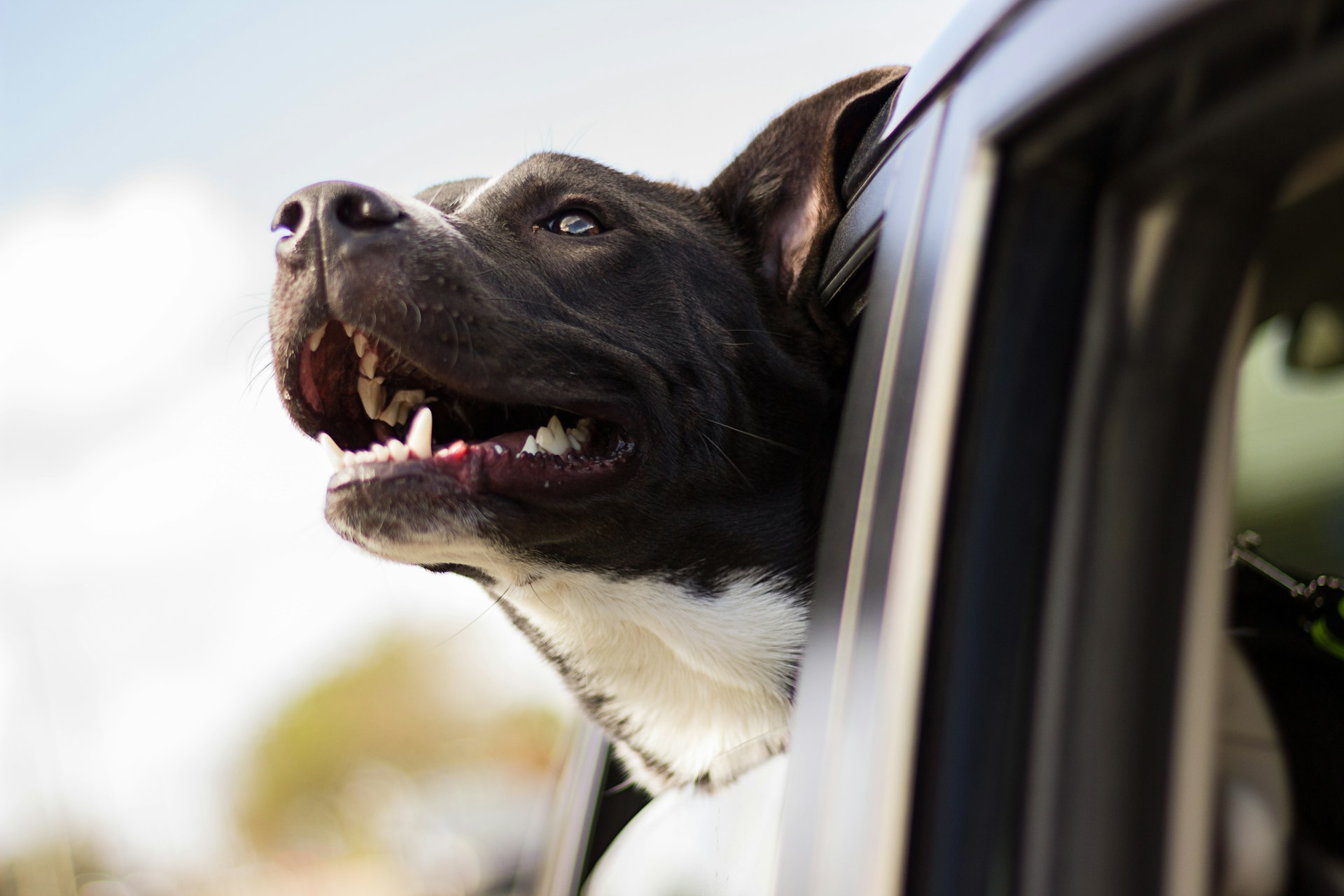 black and white dog sticking head out car window and smiling