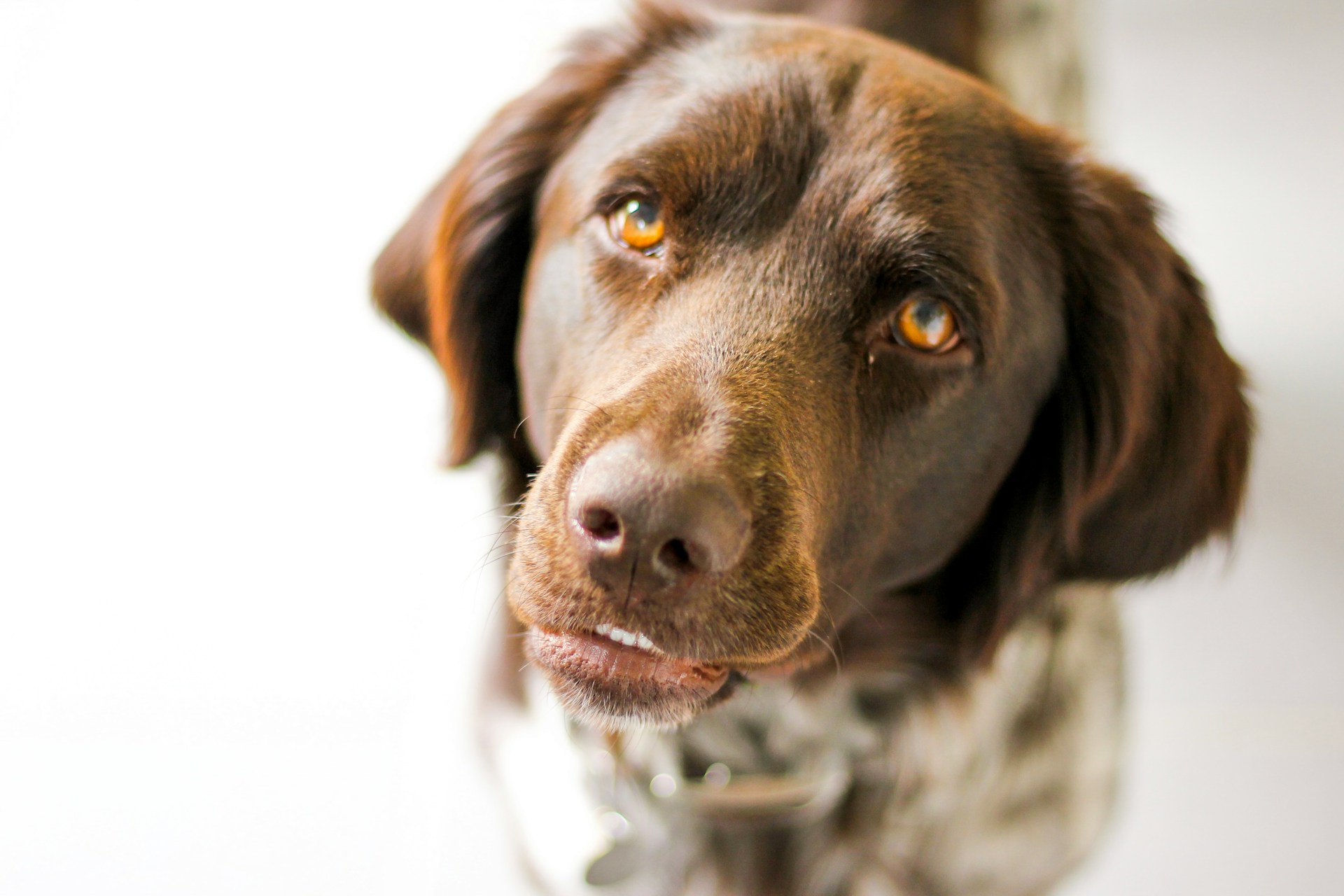 brown dog against white background showing a little bit of teeth