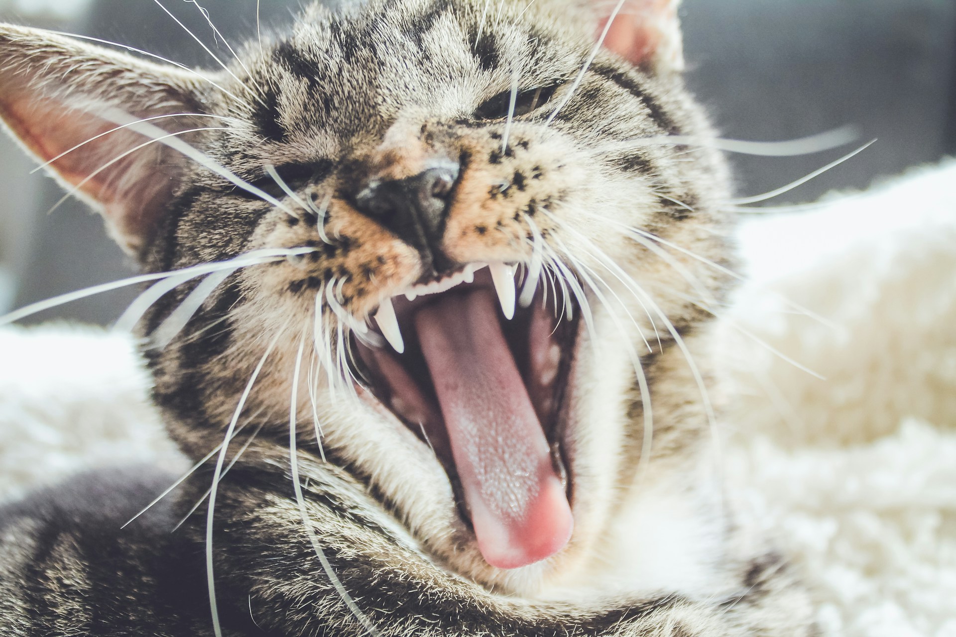 tabby cat yawning and showing teeth