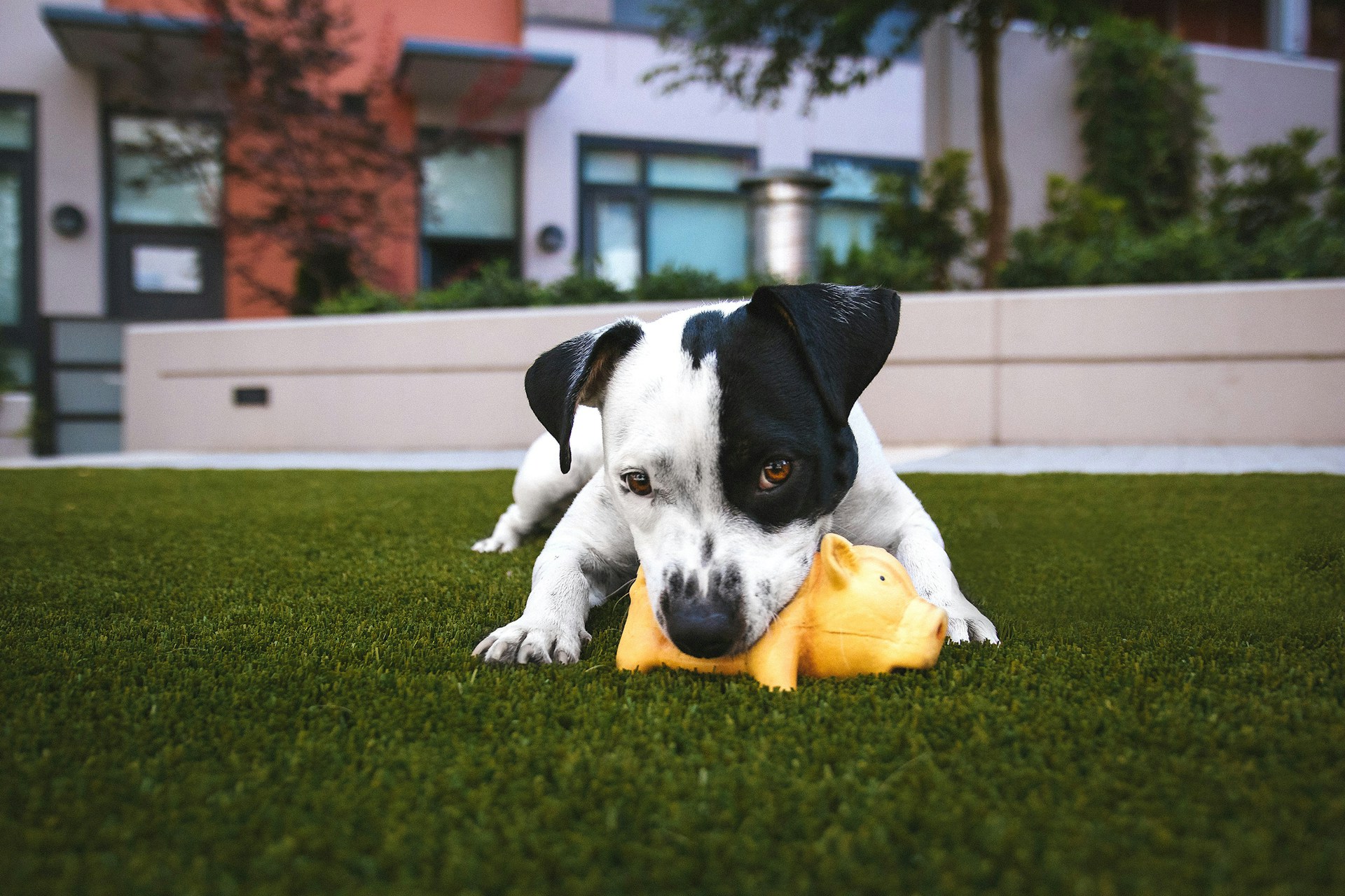 how to choose pet chew