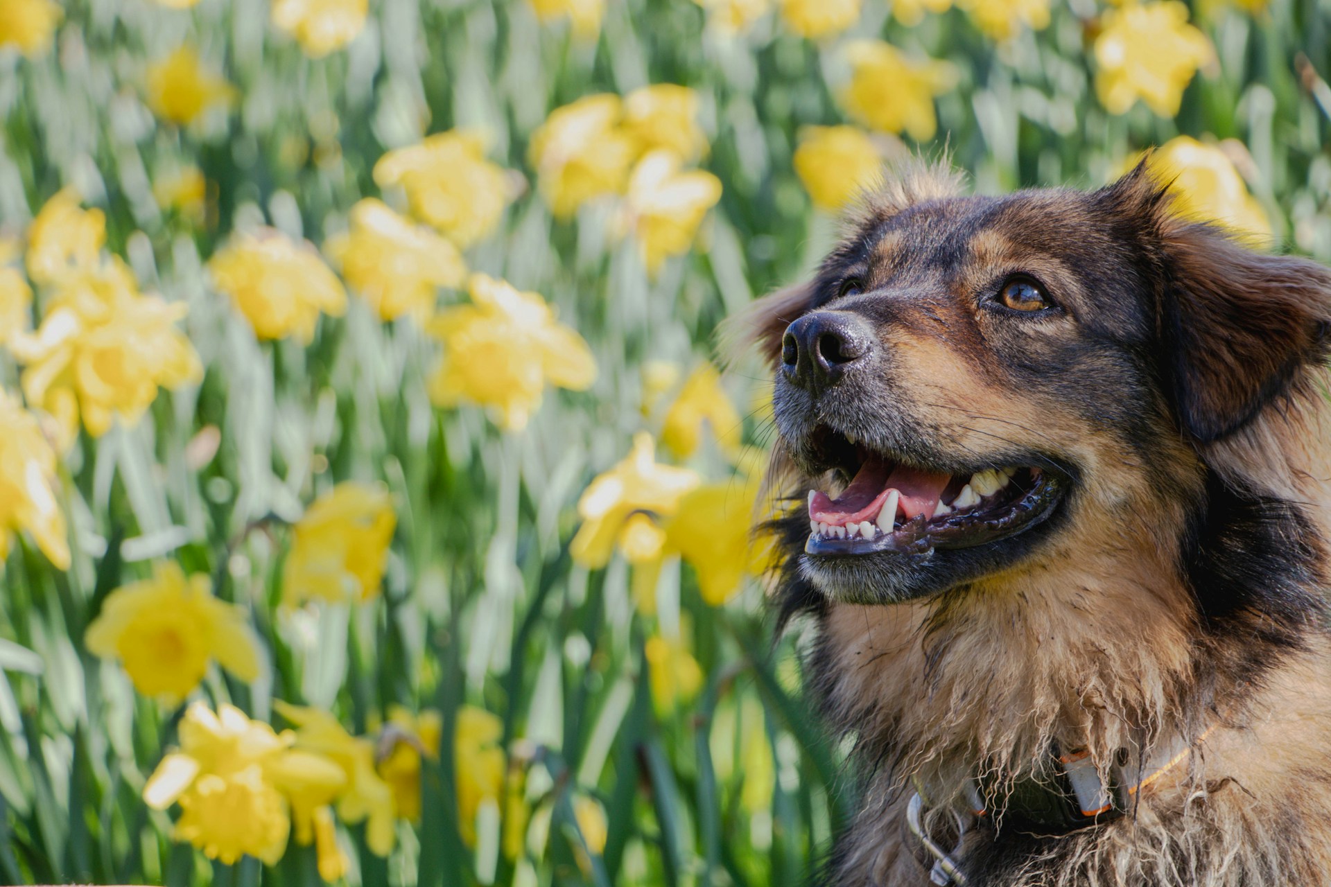 brown dog smiling in front of field of bright yellow flowers