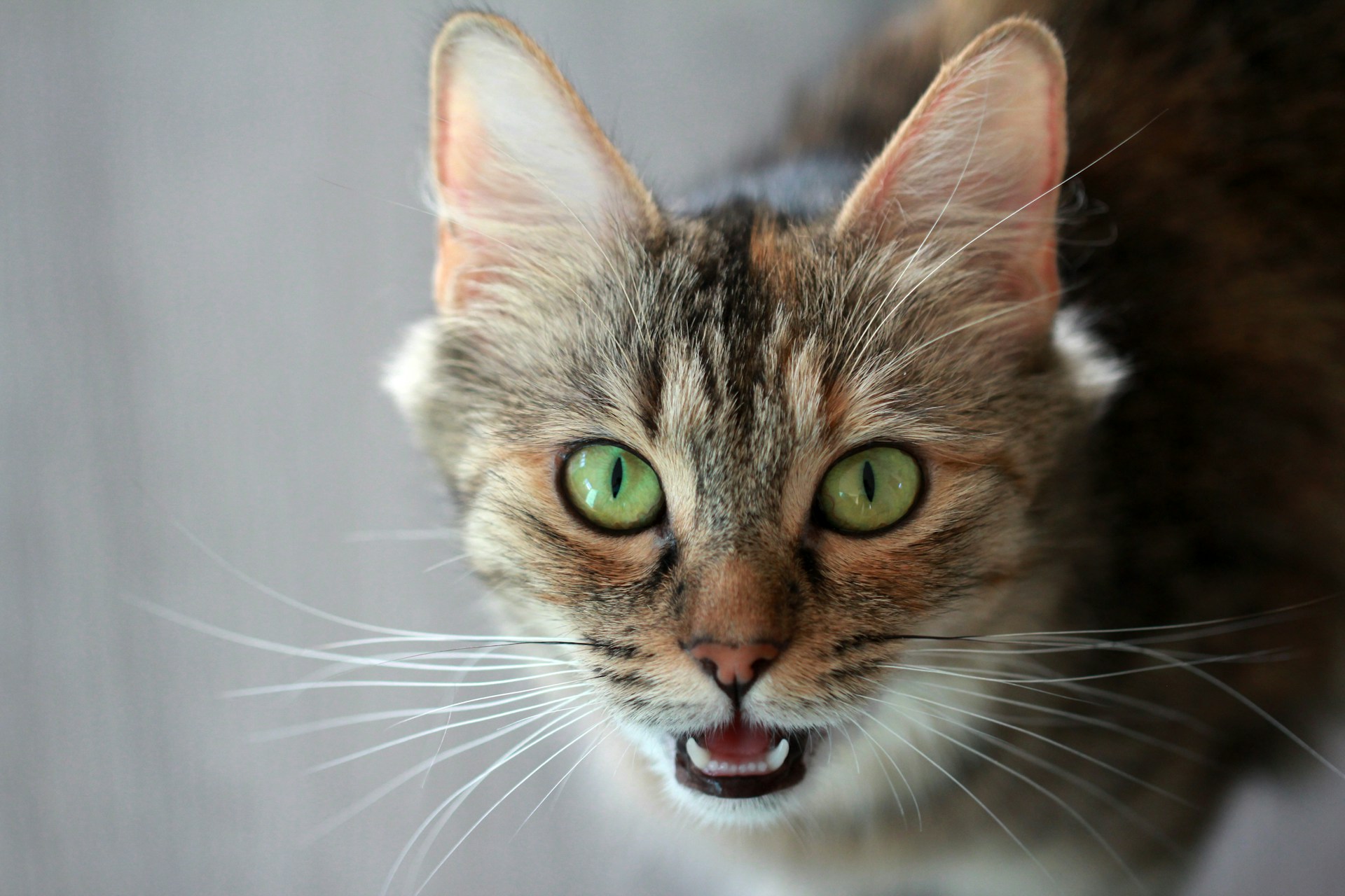 a brown tabby cat with bright green eyes, mouth open showing white bottom teeth