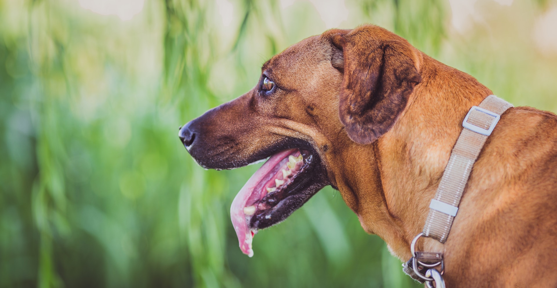 brown dog with mouth open and drooling