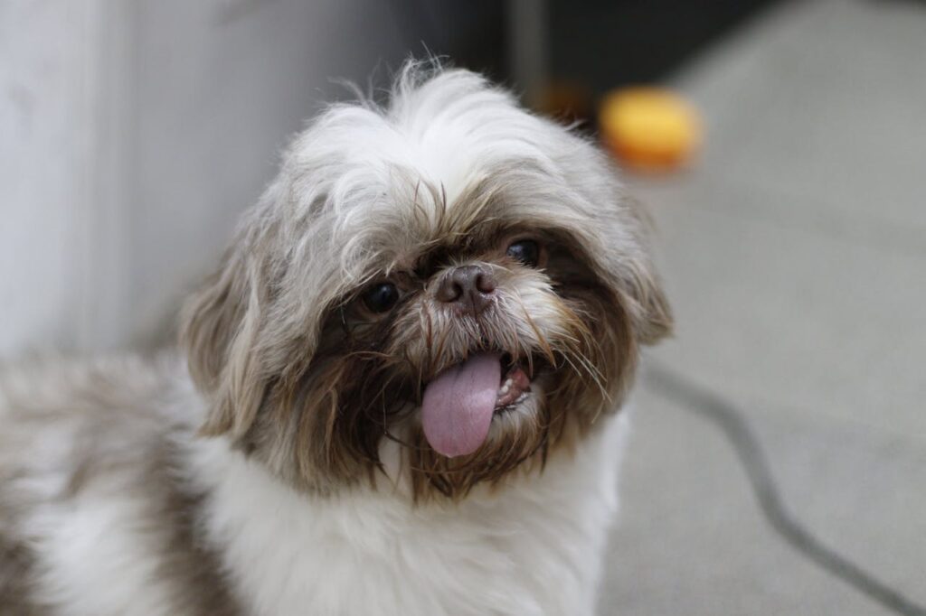 how to brush dog teeth; fluffy white dog smiling with tongue hanging out