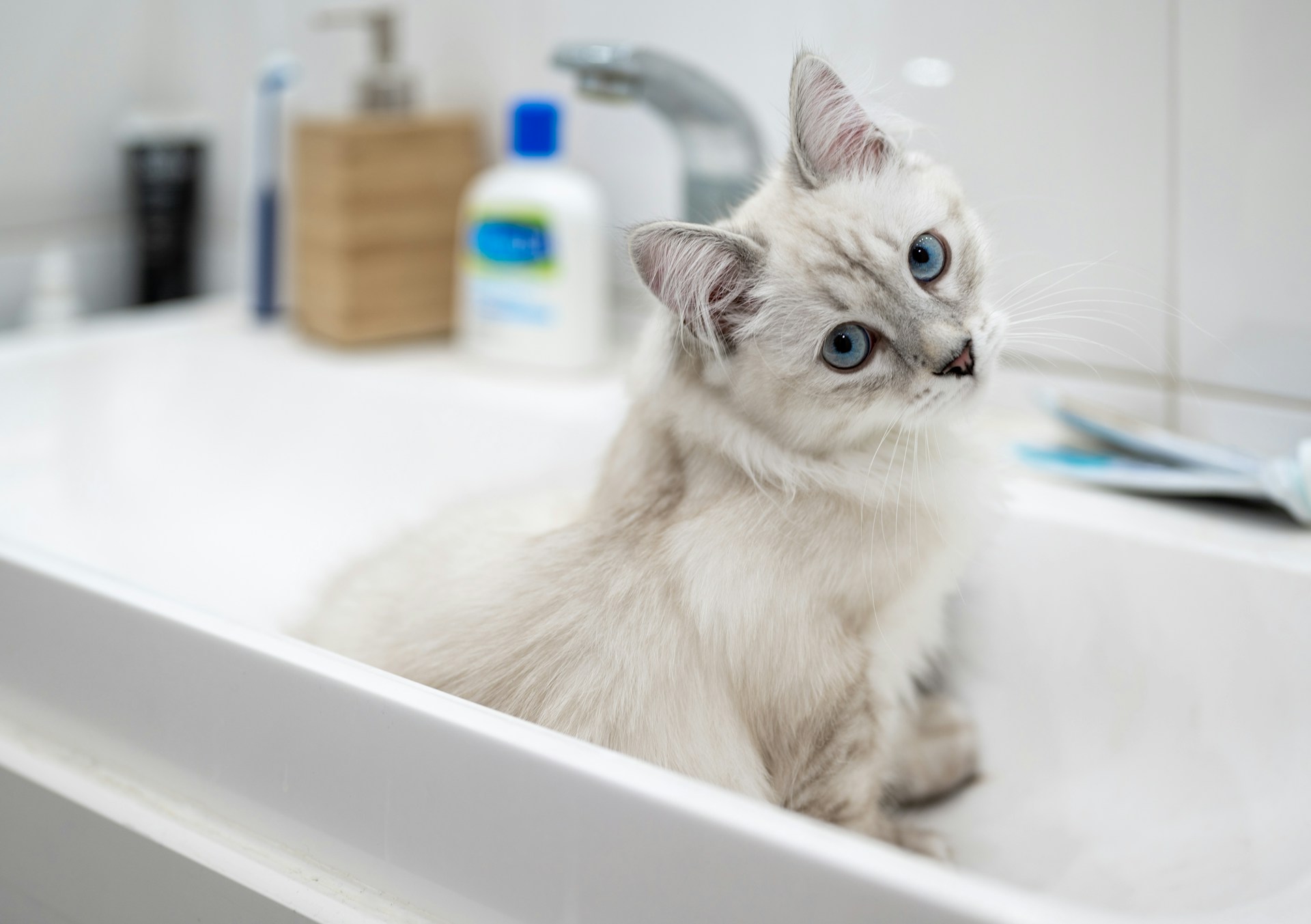 white cat sitting in a white bathroom sink