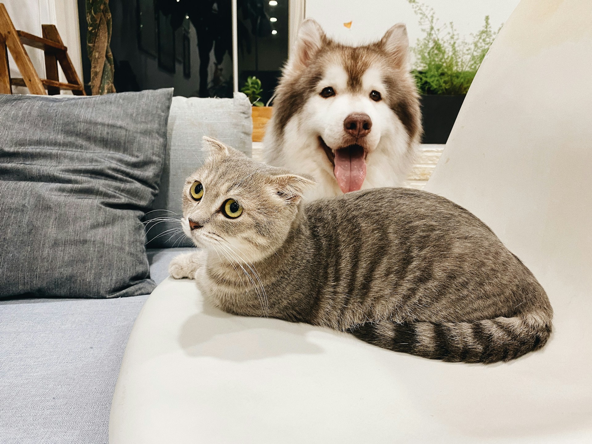 large dog and gray cat sitting together on couch