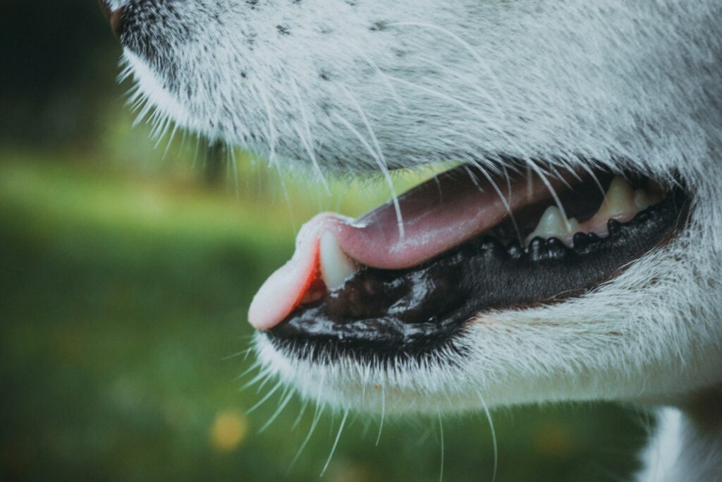 close up of a white dog's mouth