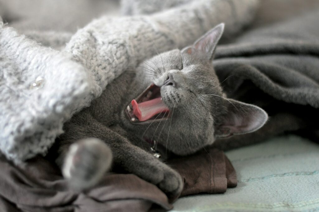 gray cat yawning while snuggled up in blanket