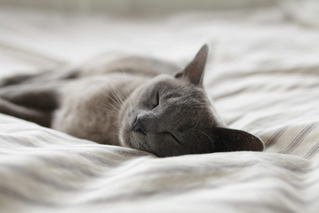 gray cat sleeping on white bedding