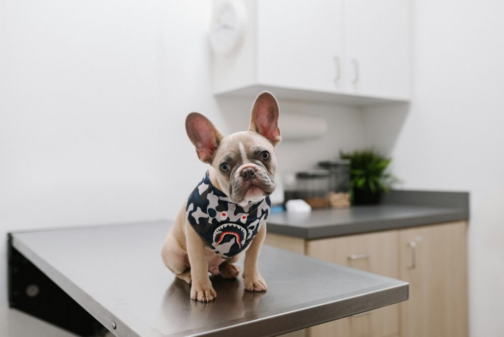 french bull dog sitting on a veterinary exam table