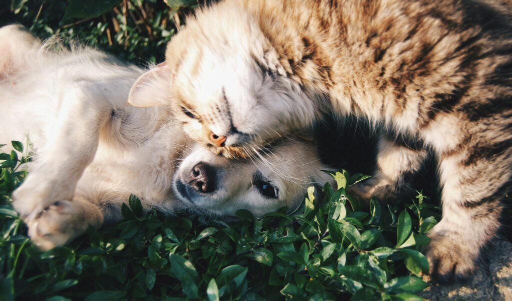 orange cat cuddling white dog in grass
