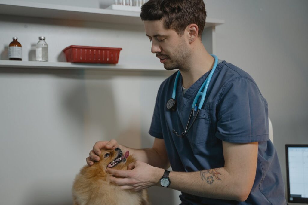 veterinarian examining brown Pomeranian's mouth