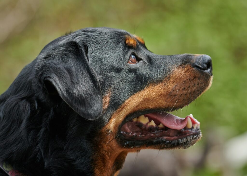 black dog smiling with yellow discolored teeth