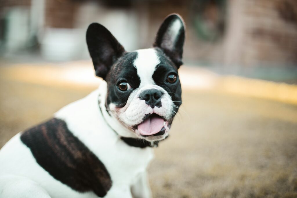 black and white french bulldog smiling at camera