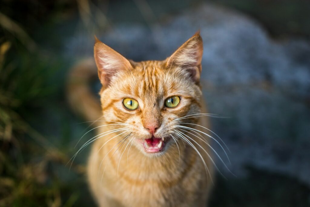 orange cat sitting with mouth open