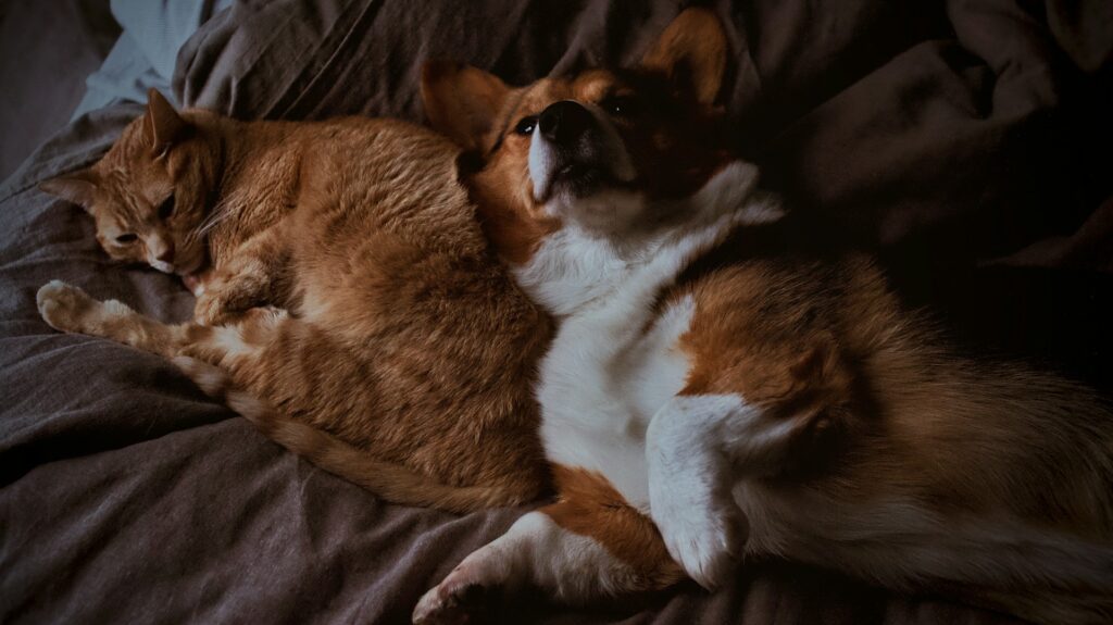 dog and cat cuddling together on a bed