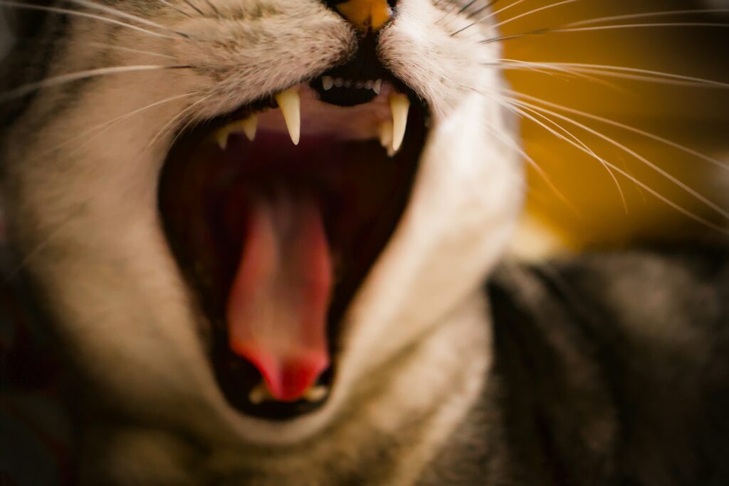 cat yawning showing teeth