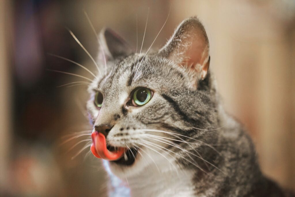 gray cat sticking out tongue to lick face