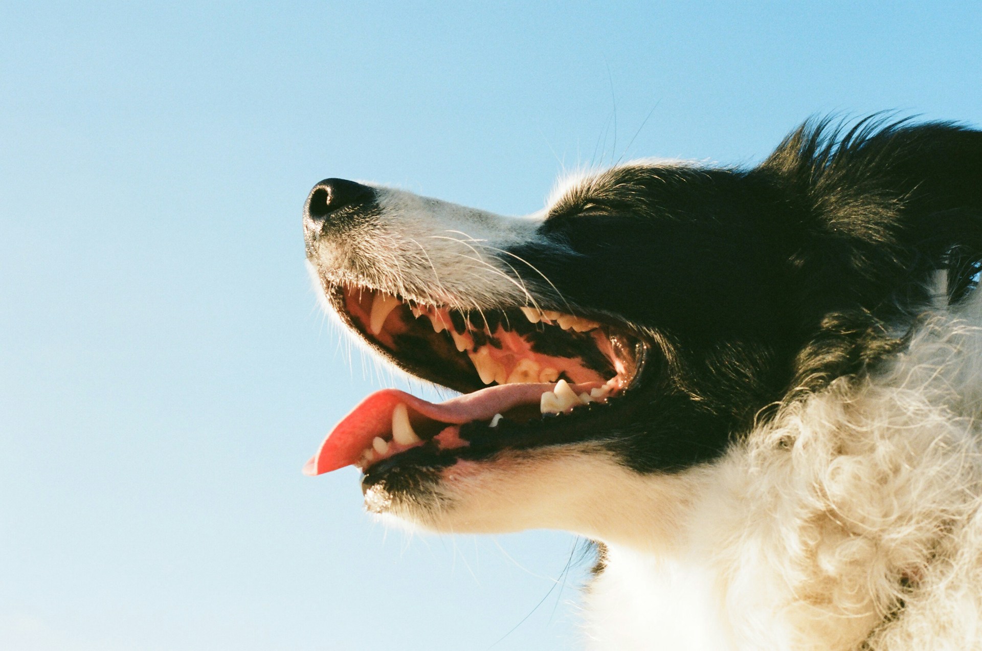 white and black dog with mouth open