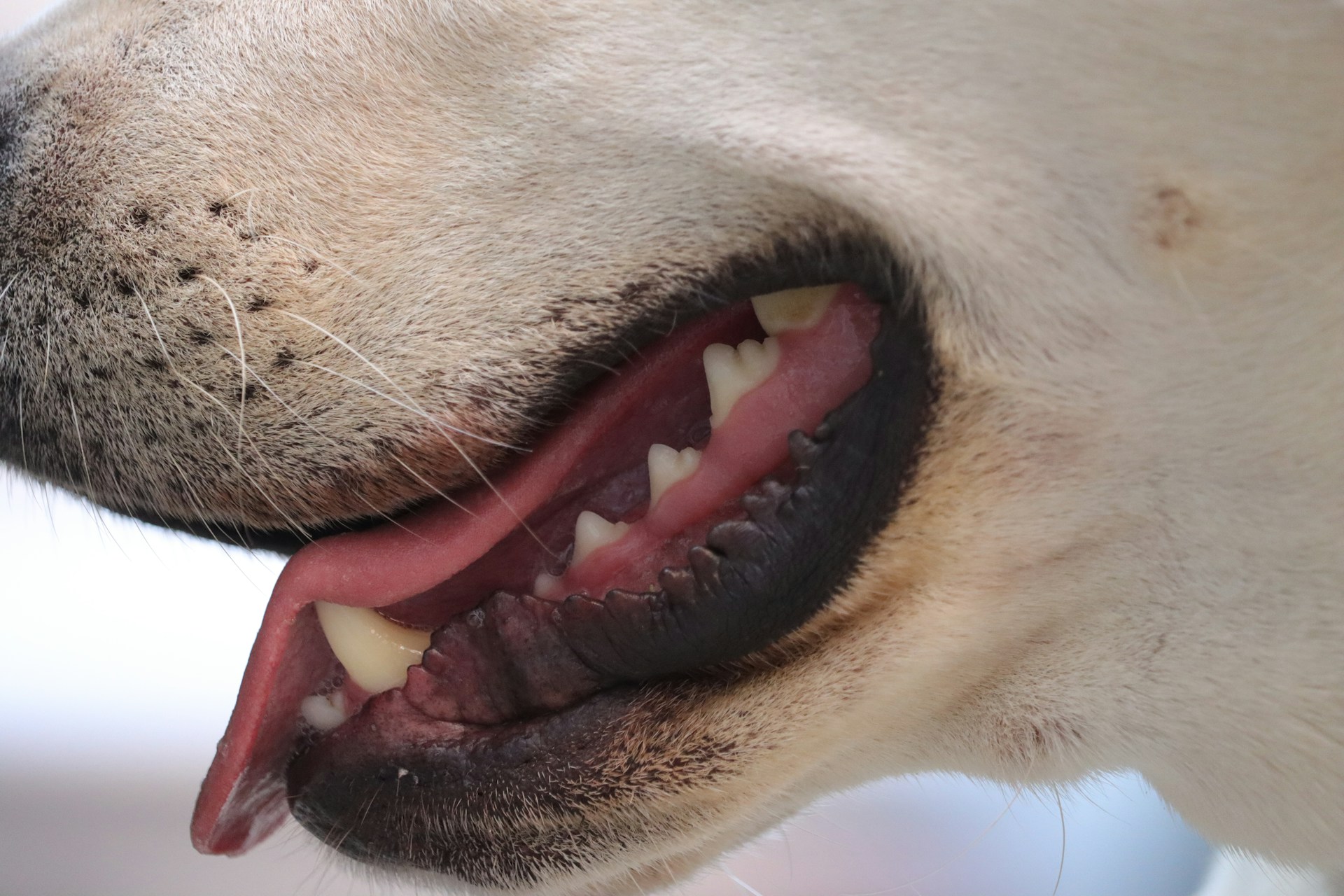 Closeup of dog gums