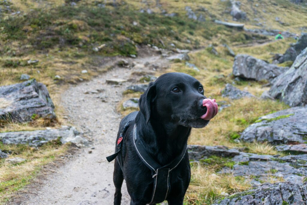 black dog on hike