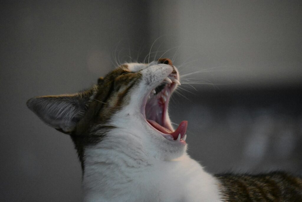 black and white cat yawning
