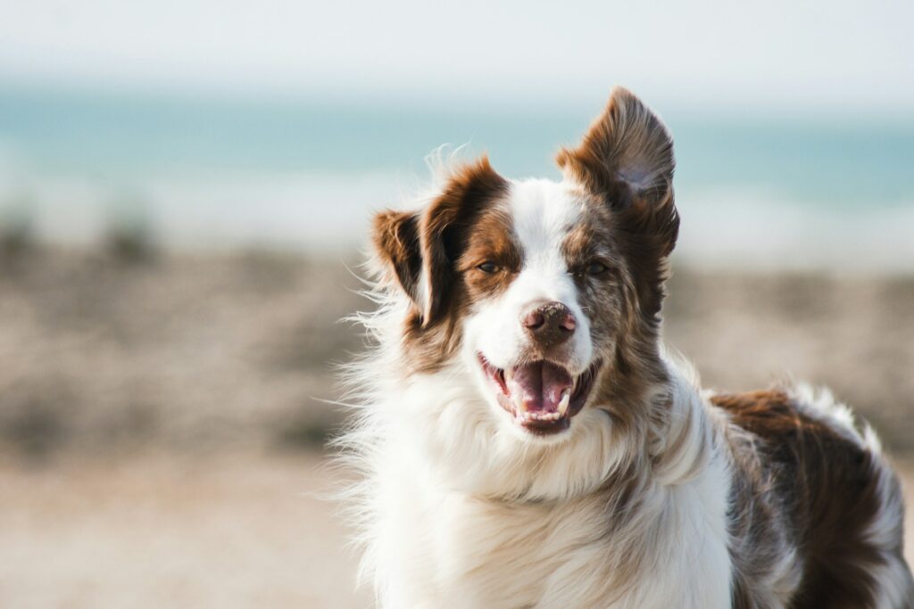 dog on windy beach