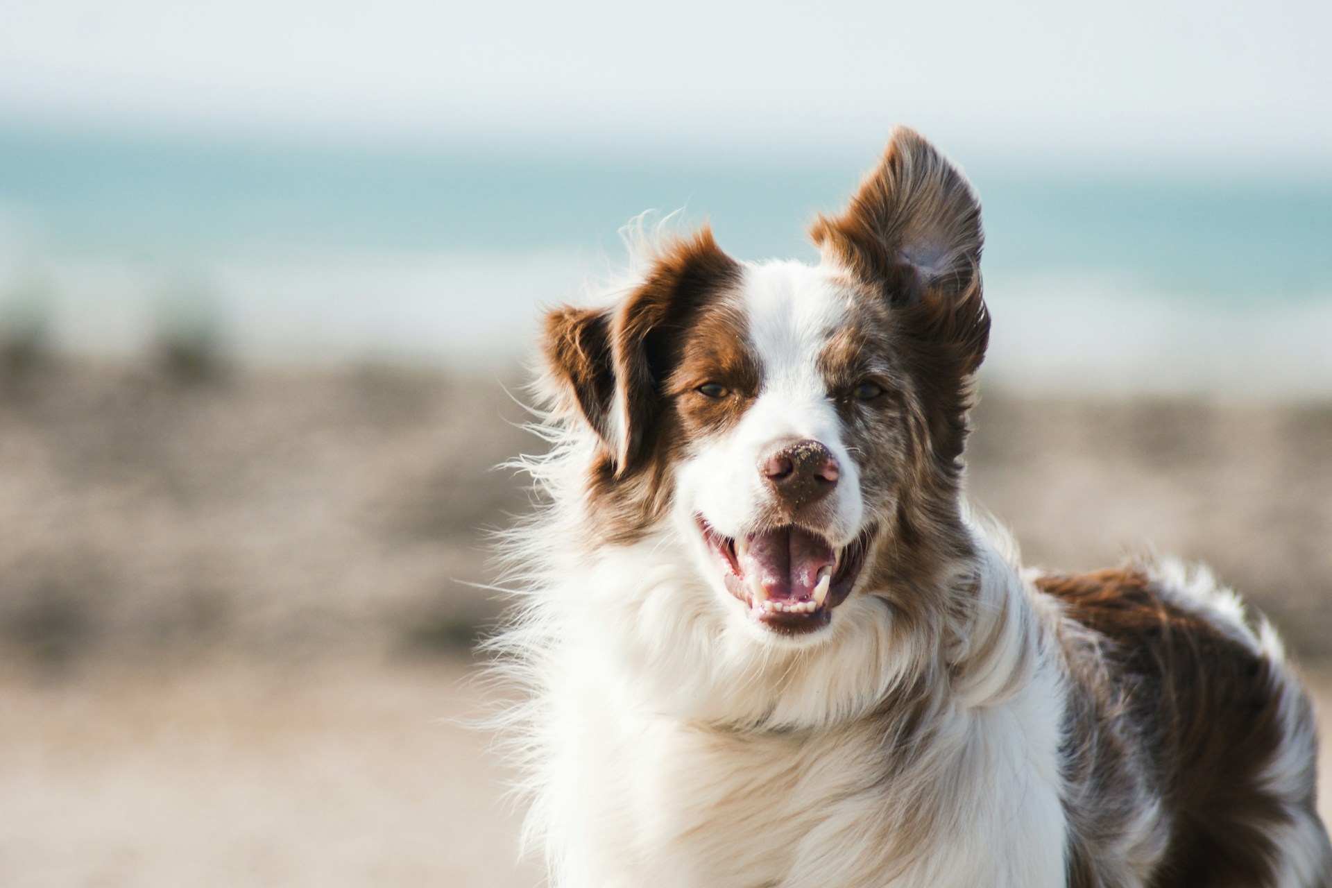 dog on windy beach