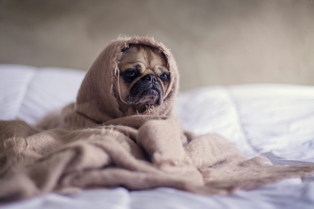 anxious pug wrapped in blanket