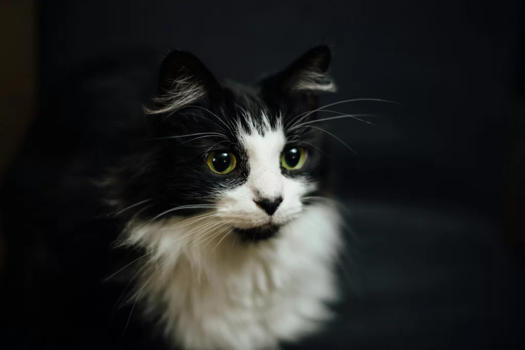 black and white fluffy cat