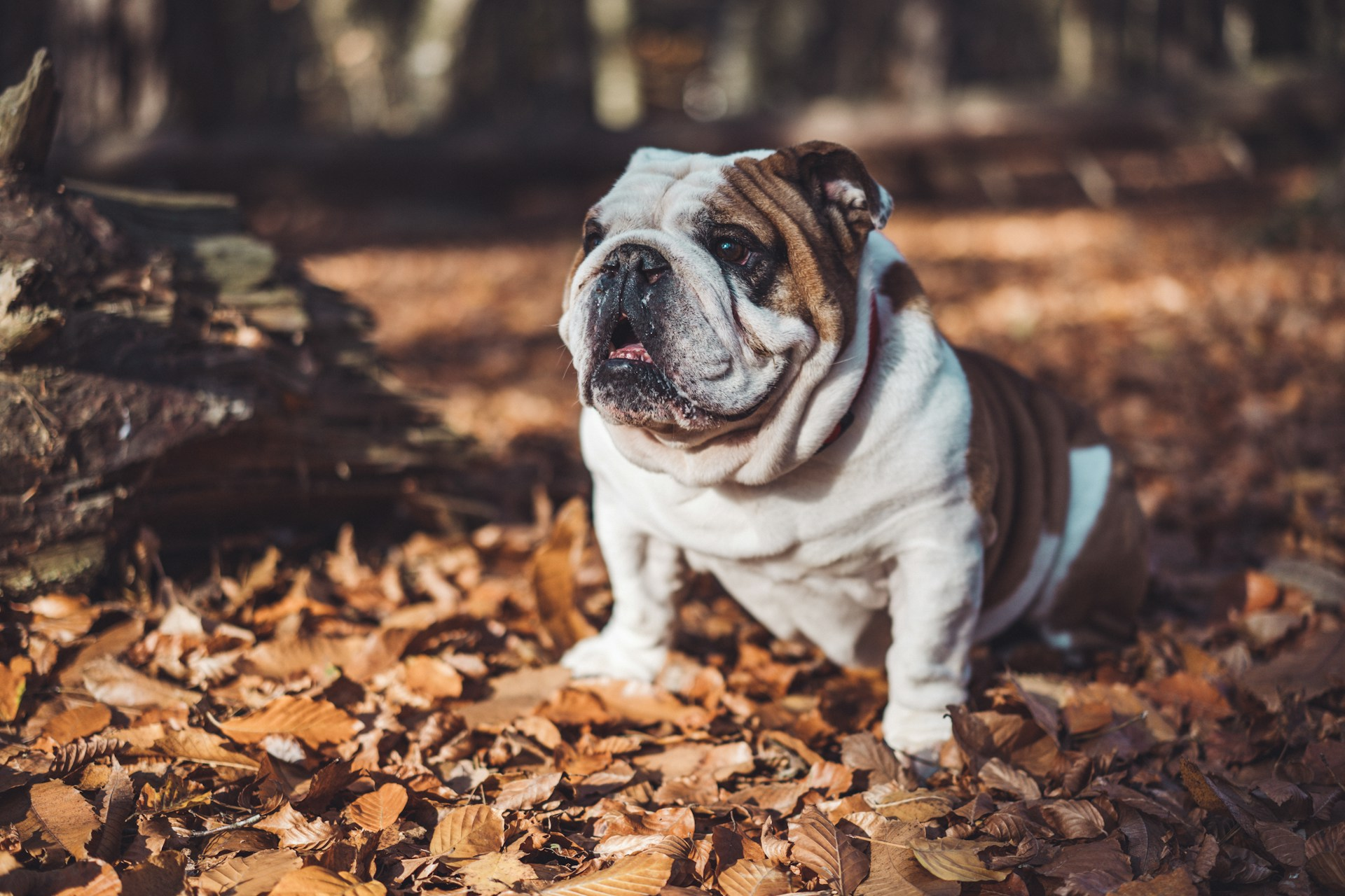 bulldog sitting on pile of leaves