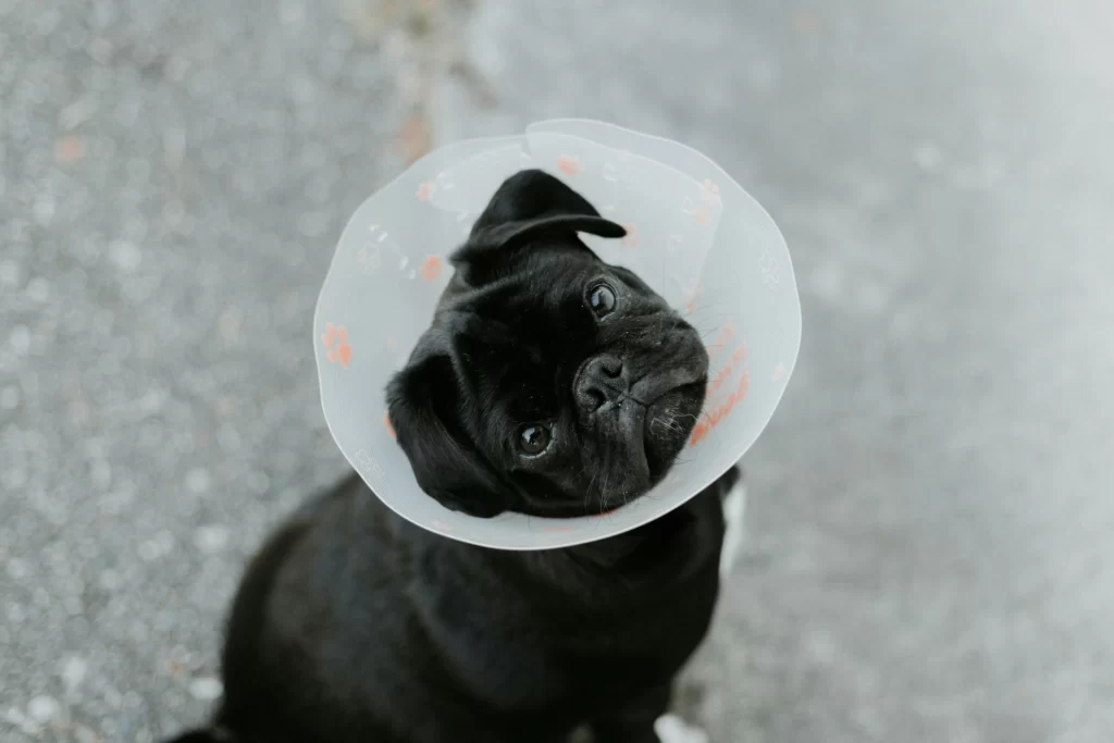 small dog wearing cone