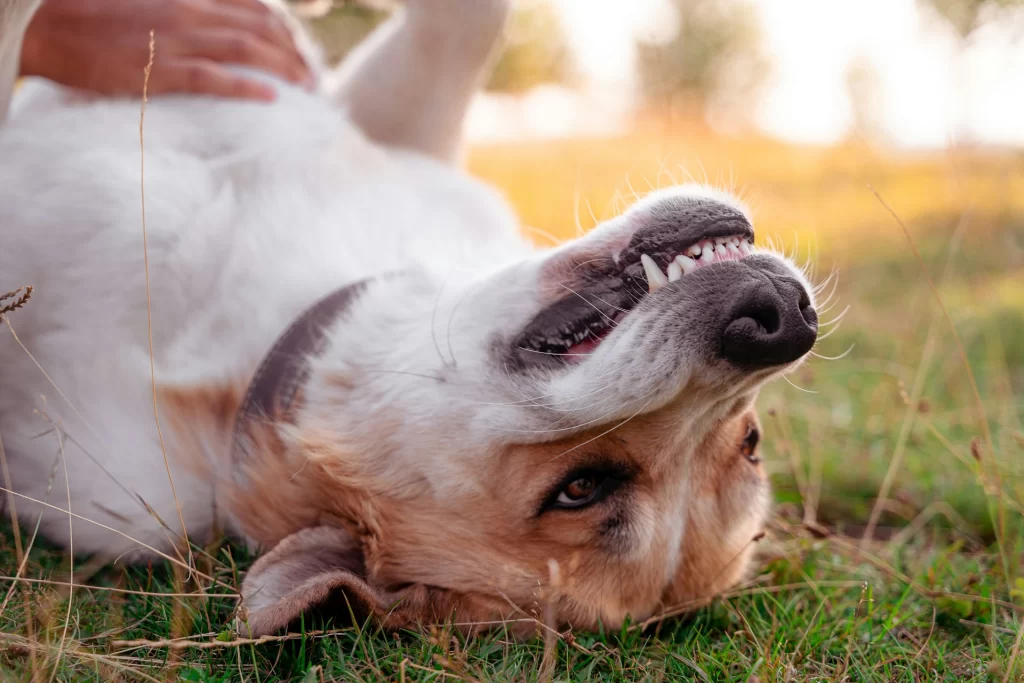 dog laying on back showing teeth