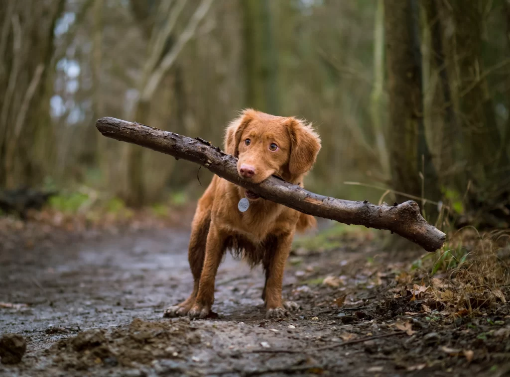 dog holding large stick in mouth