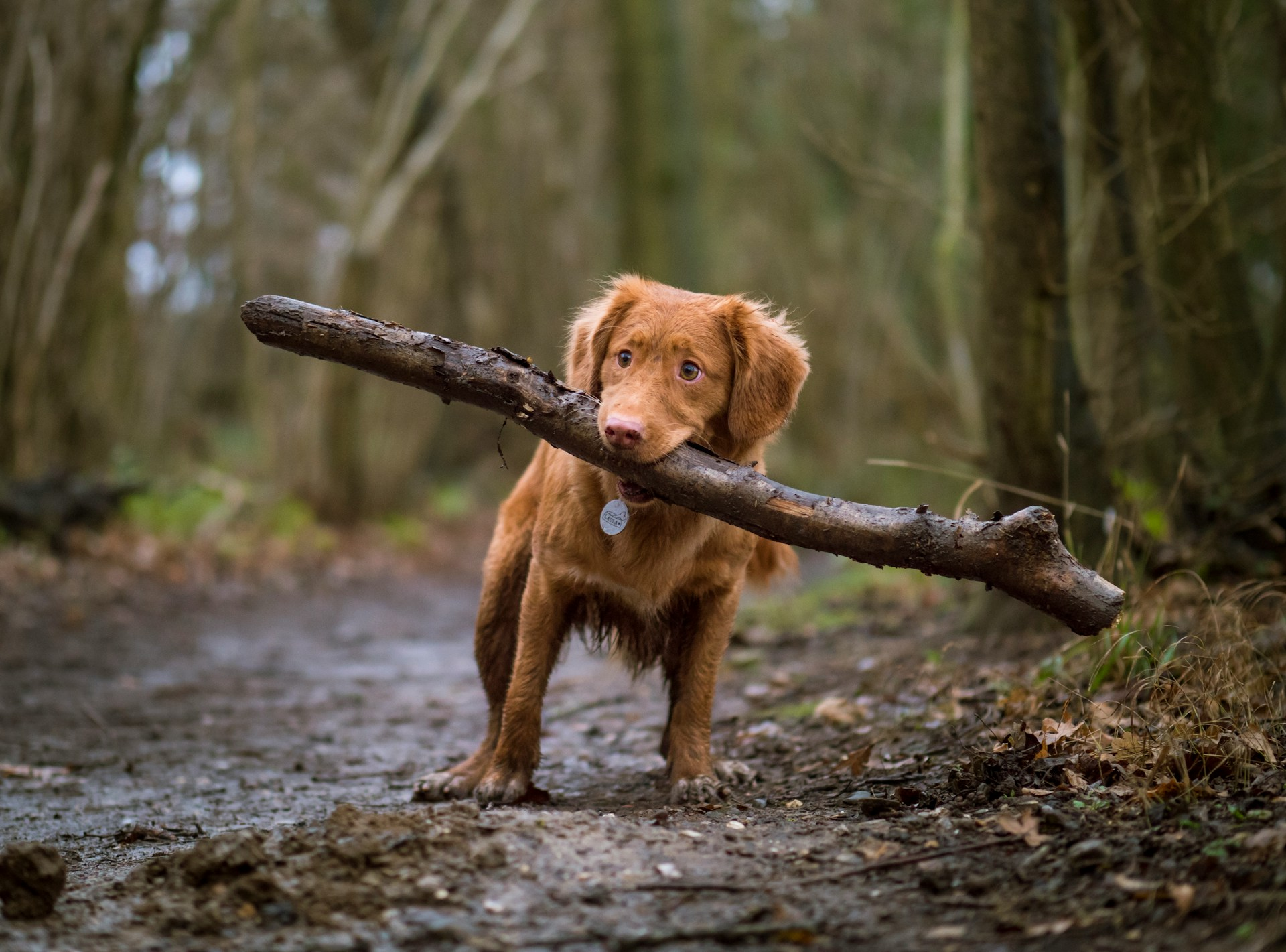 dog holding large stick in mouth