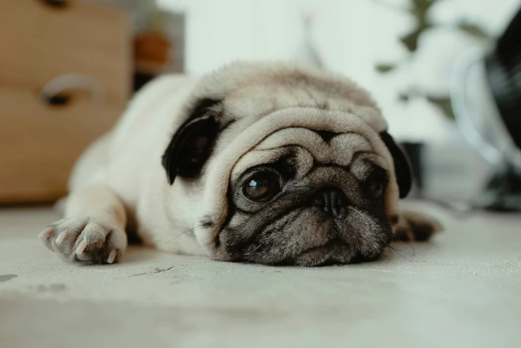 pug laying down on floor