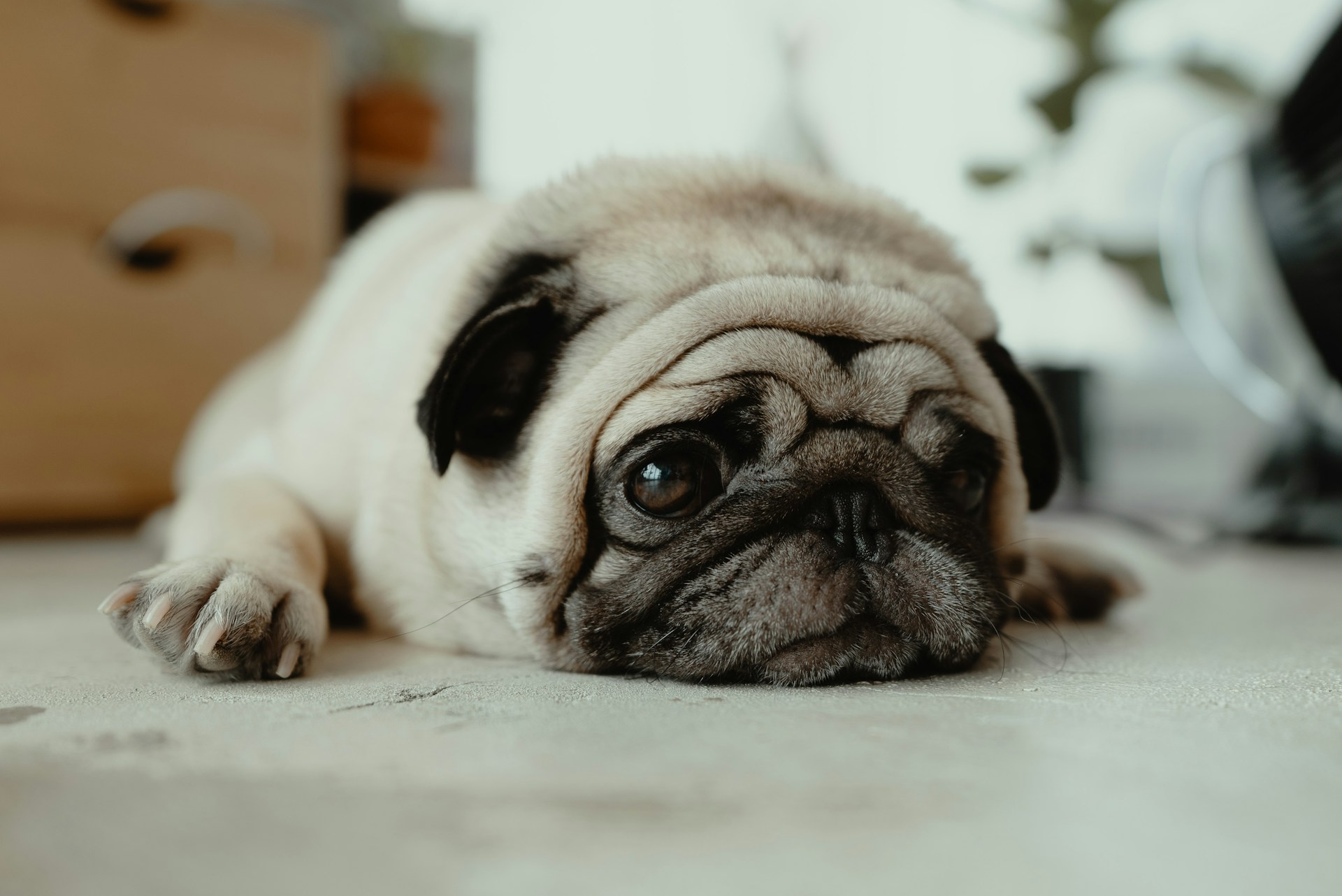 pug laying down on floor