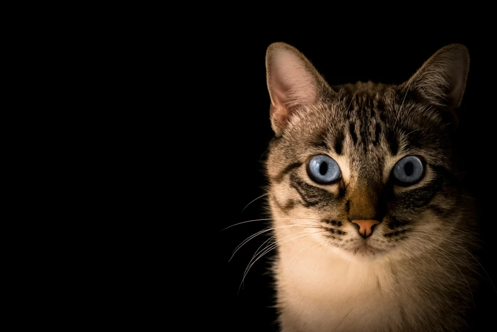 cat with blue eyes against black background