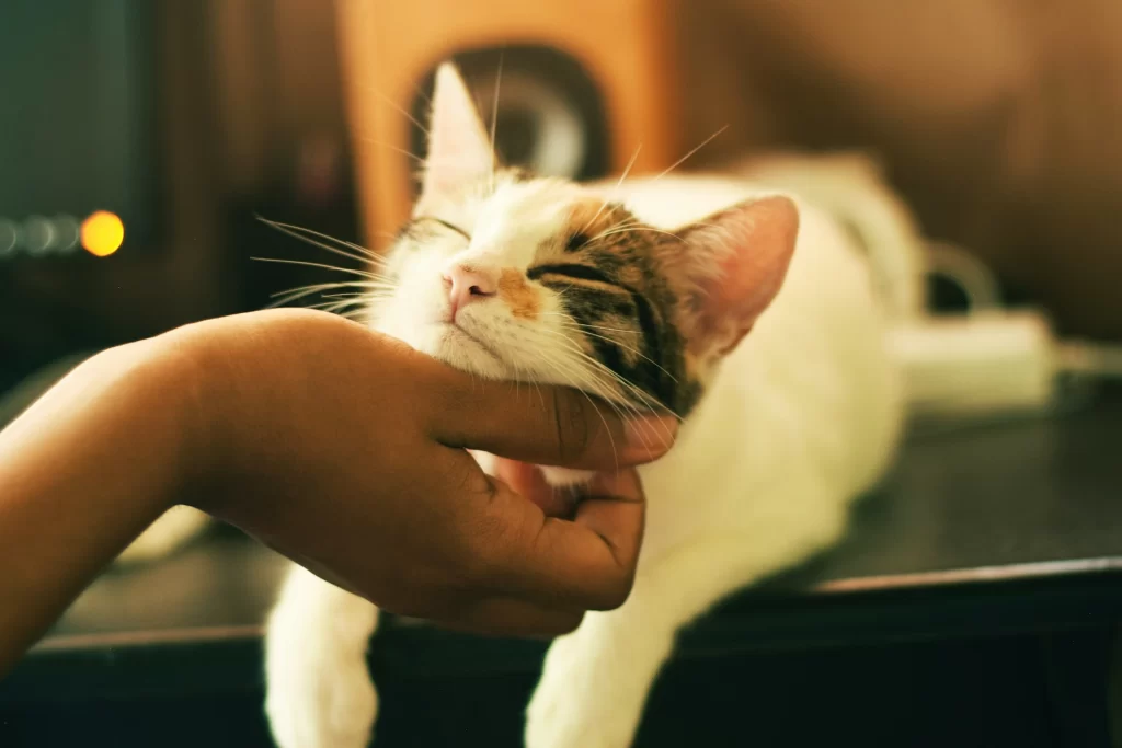 person scratching chin of their cat