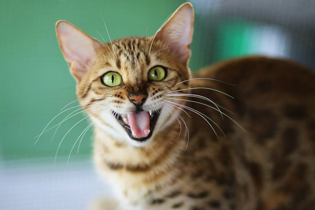 Kittens lose their baby teeth but tooth loss in adult cats is not normal. If your cat shows signs of tooth pain, see a veterinary dentist.