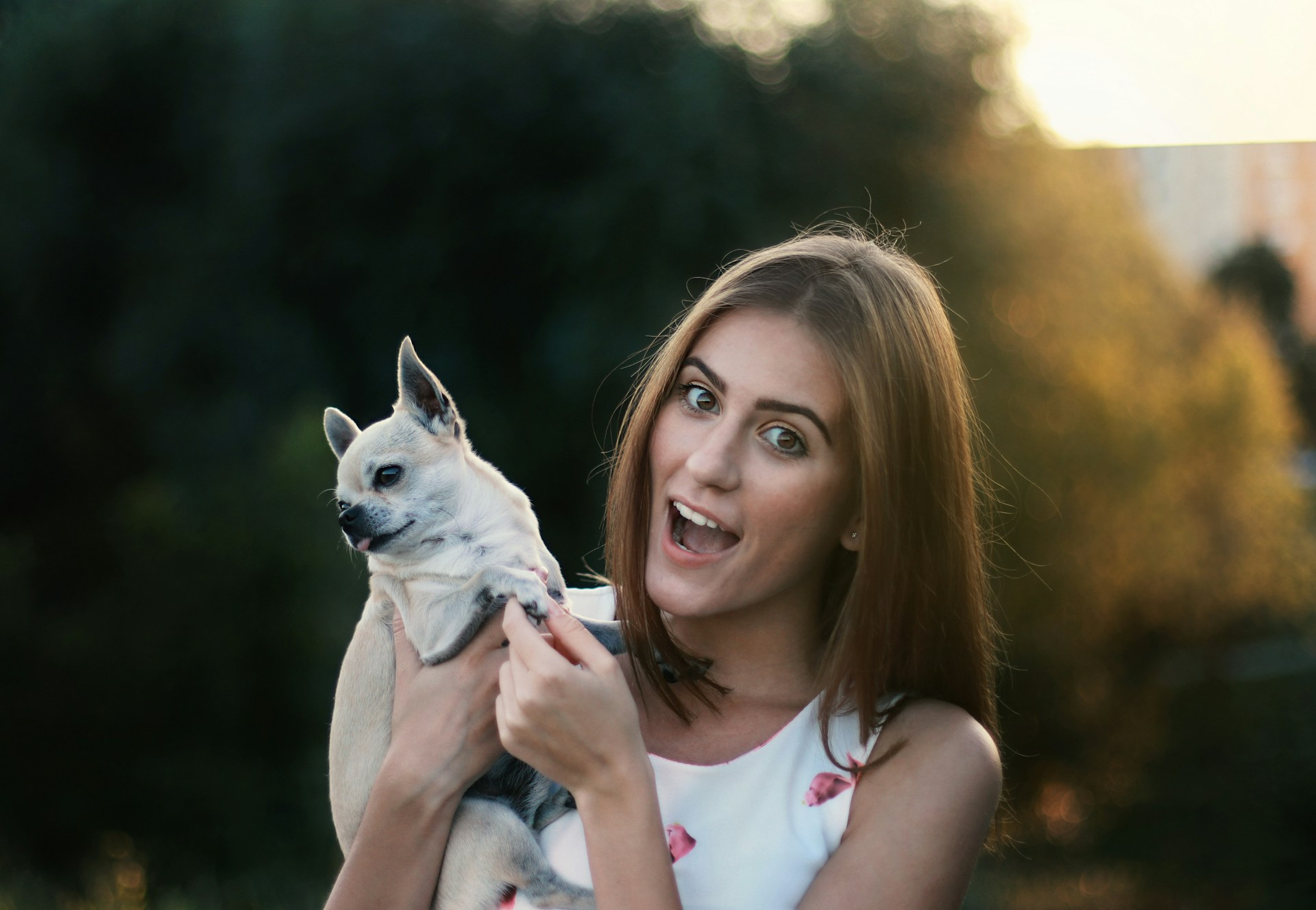 Looking for a veterinary dentist in Houston? From exams and cleanings to tooth extractions and oral surgery, get dental care service for pets.