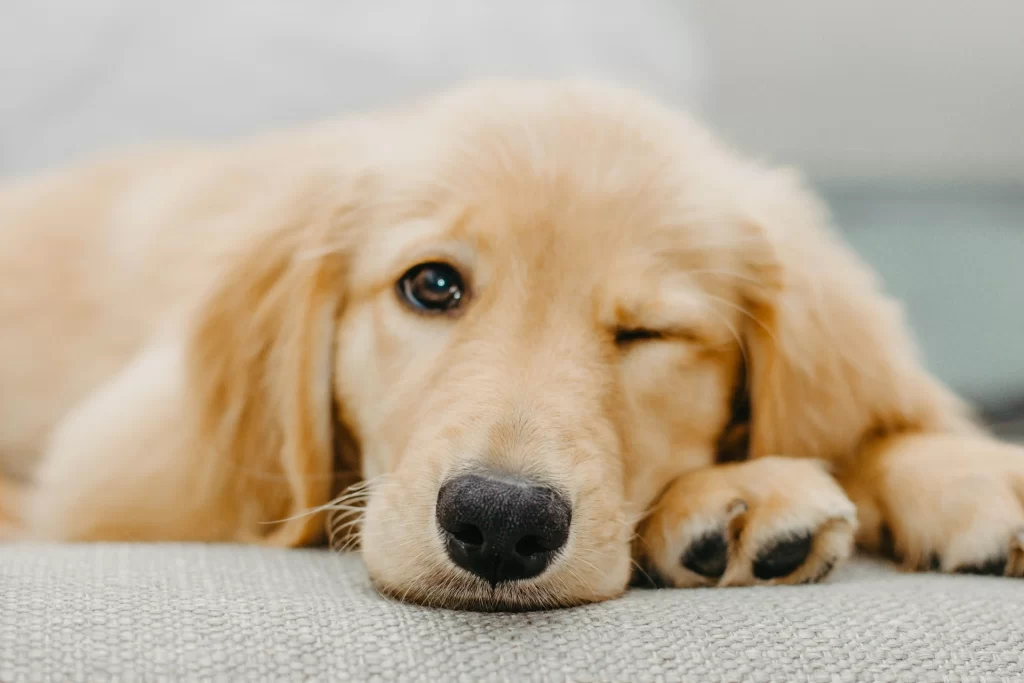 Bad breath is common with dogs, but chronic bad breath could indicate gum disease, a tooth infection, or other painful problems.