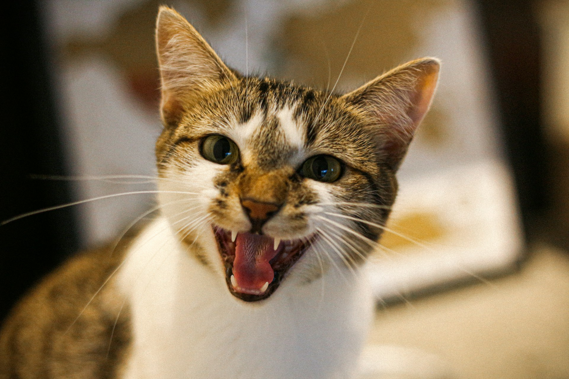 When does a pet need a tooth extraction? Reasons include fractured, dead teeth, tooth abscesses, periodontal disease, and more.