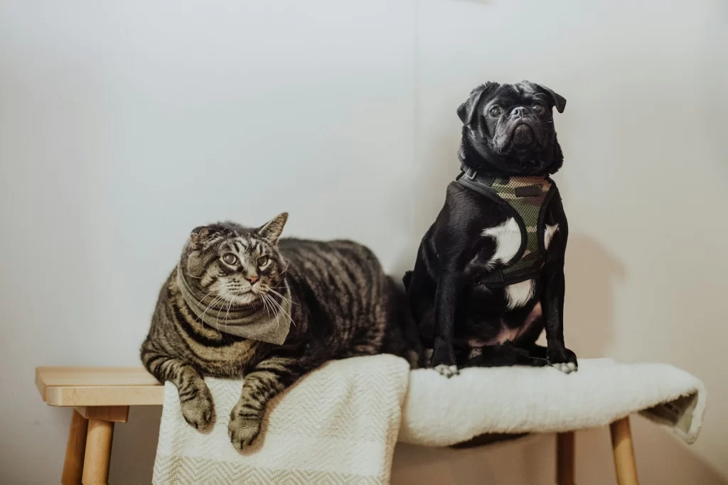 Yes, dogs and cats do really need teeth cleanings every year. Skipping dental cleanings will lead to periodontal disease and oral issues.